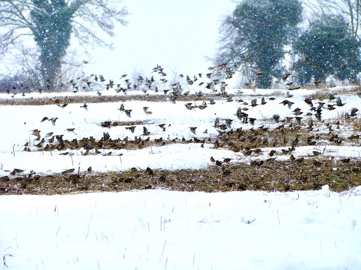 chaffinch & brambling flocks